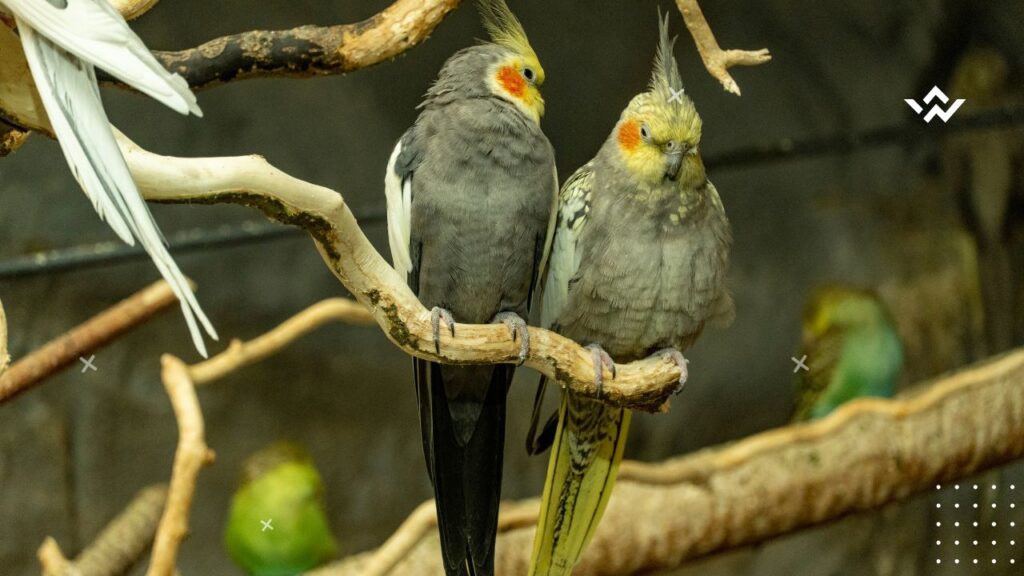 How Long Do Cockatiels Live