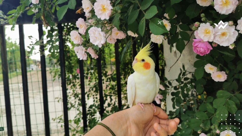 How Long Do Cockatiels Live