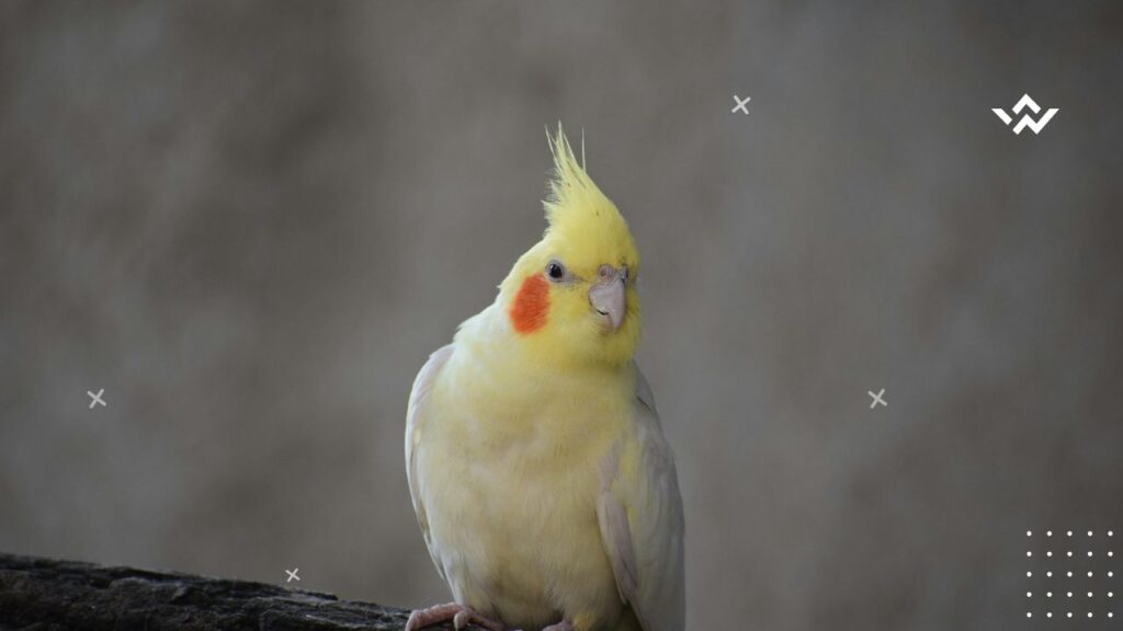 How Long Do Cockatiels Live