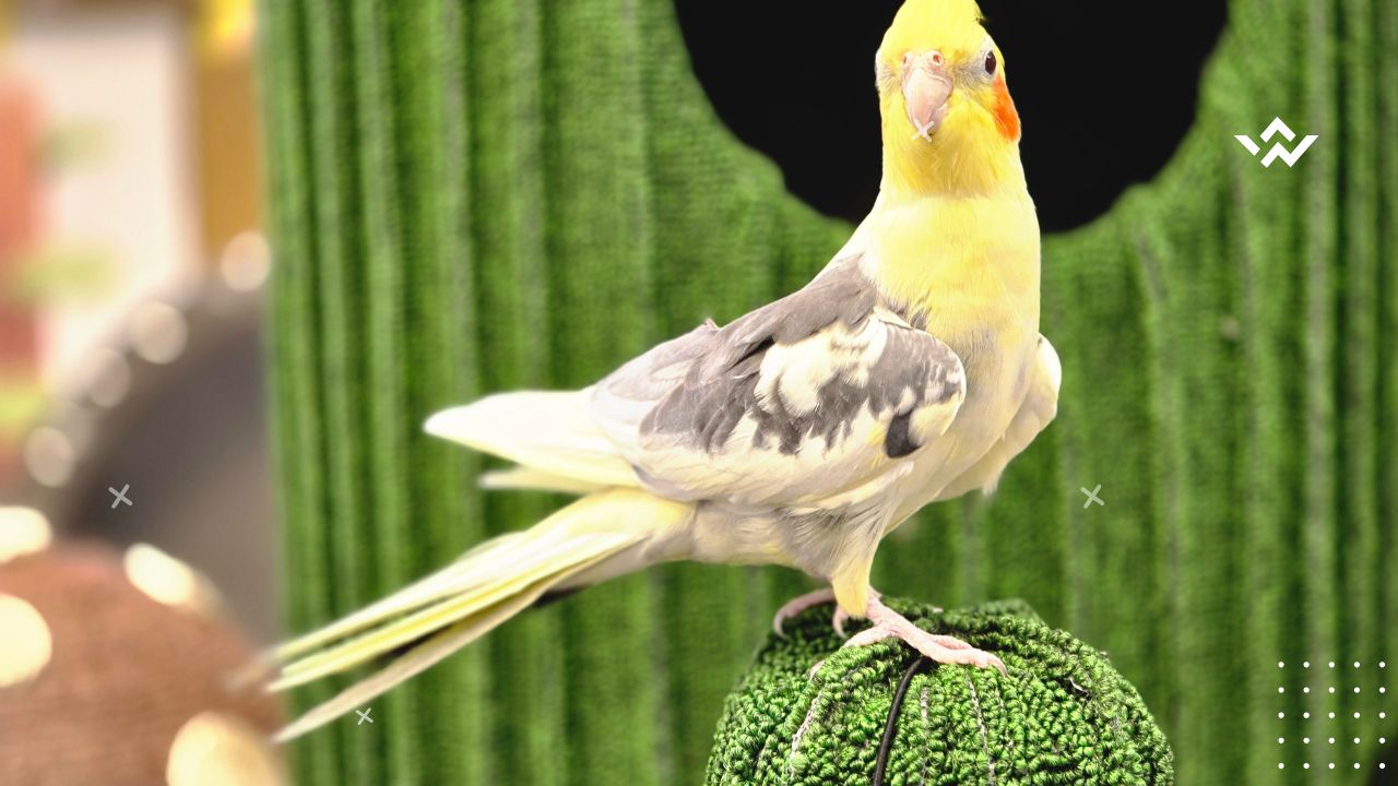How Long Do Cockatiels Live