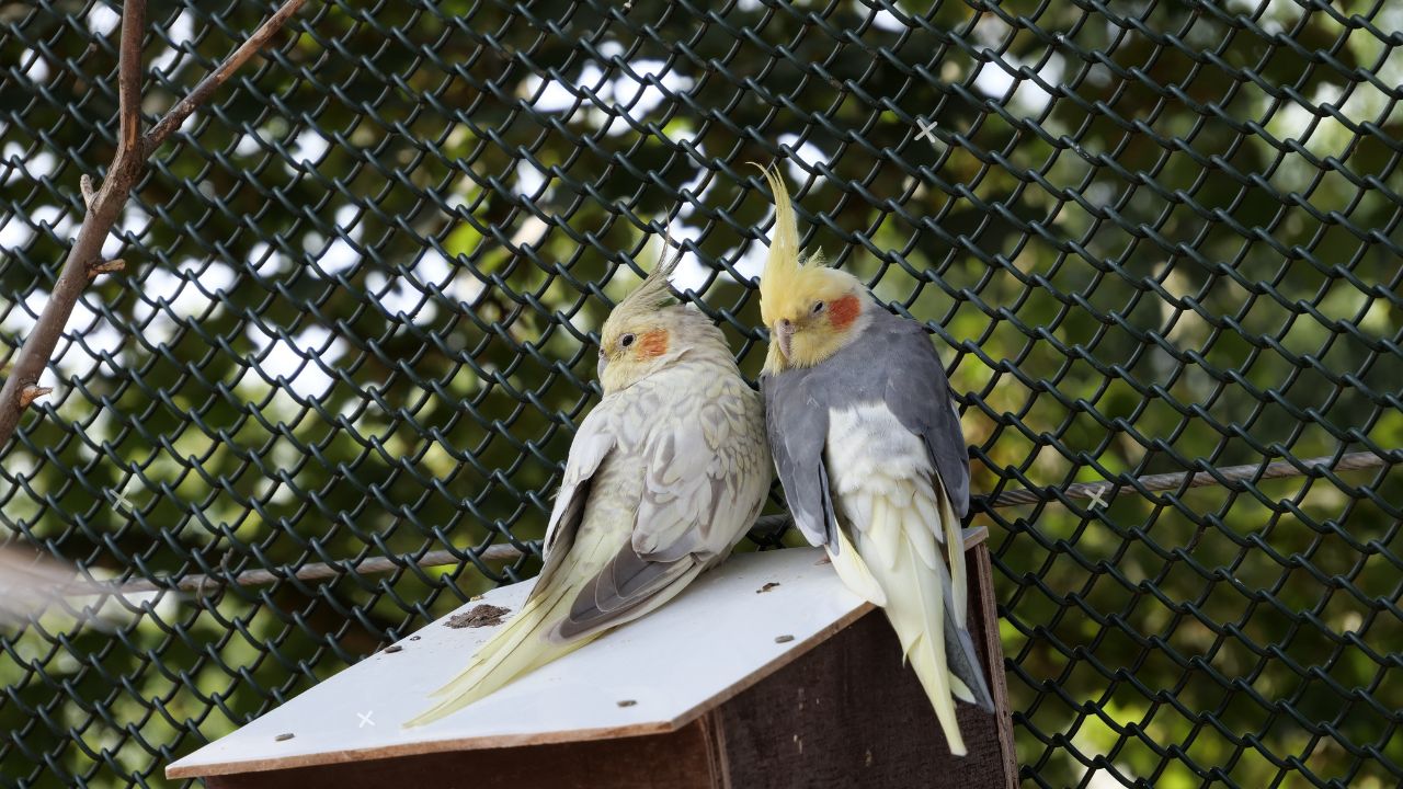 What Should I Feed A Molting Cockatiel?