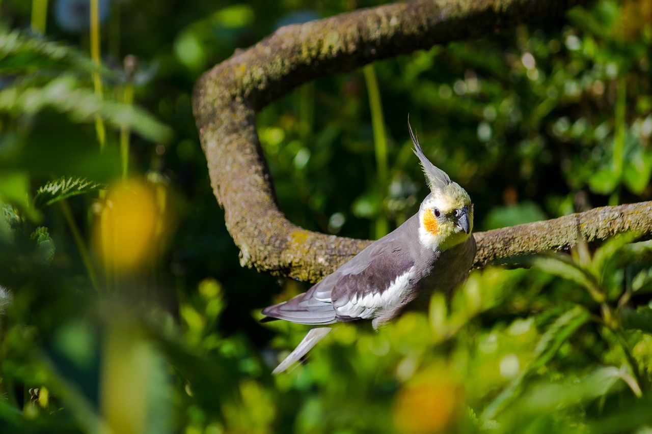 Can Cockatiels Eat Radishes?