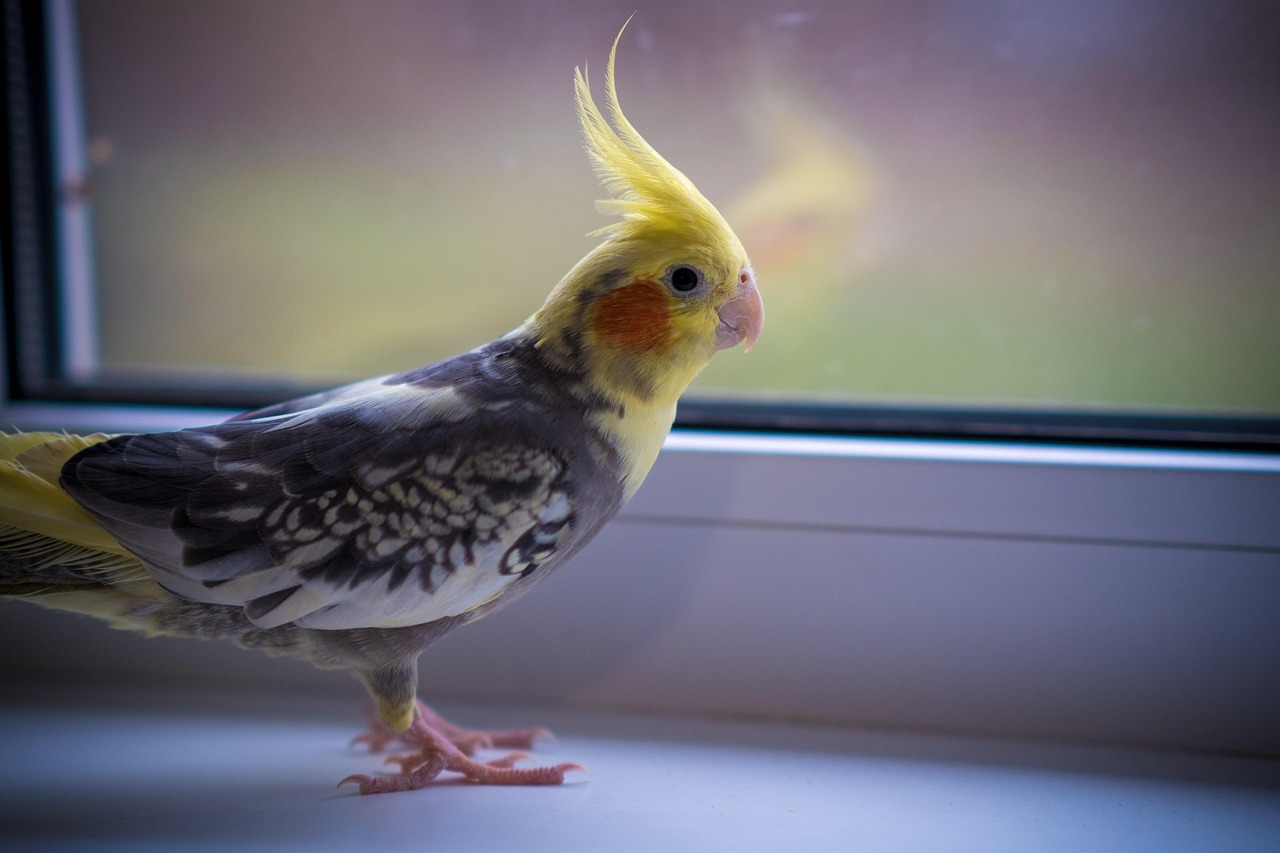 Cockatiel breeding for beginners