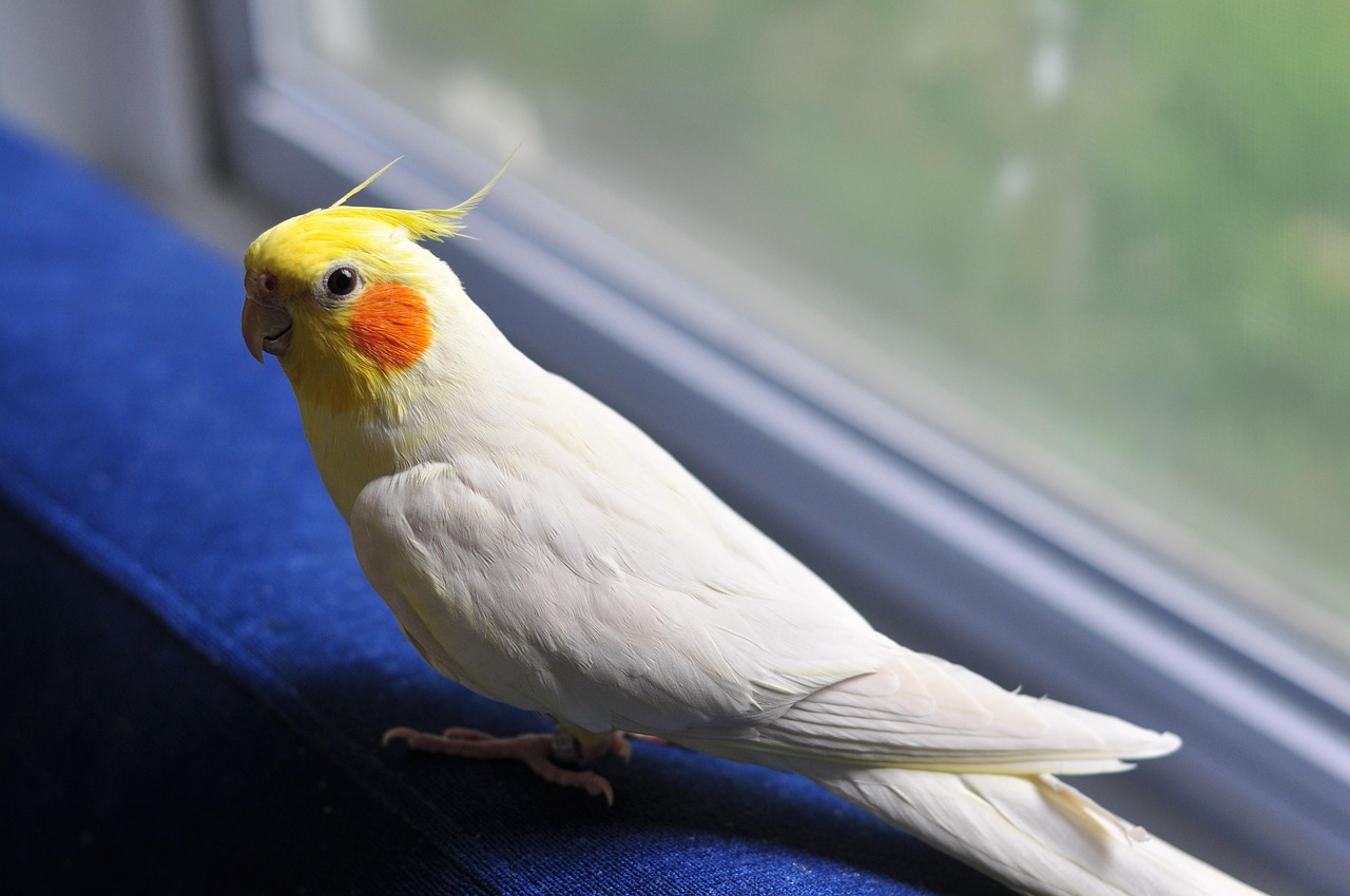 Can Cockatiels Eat Asparagus