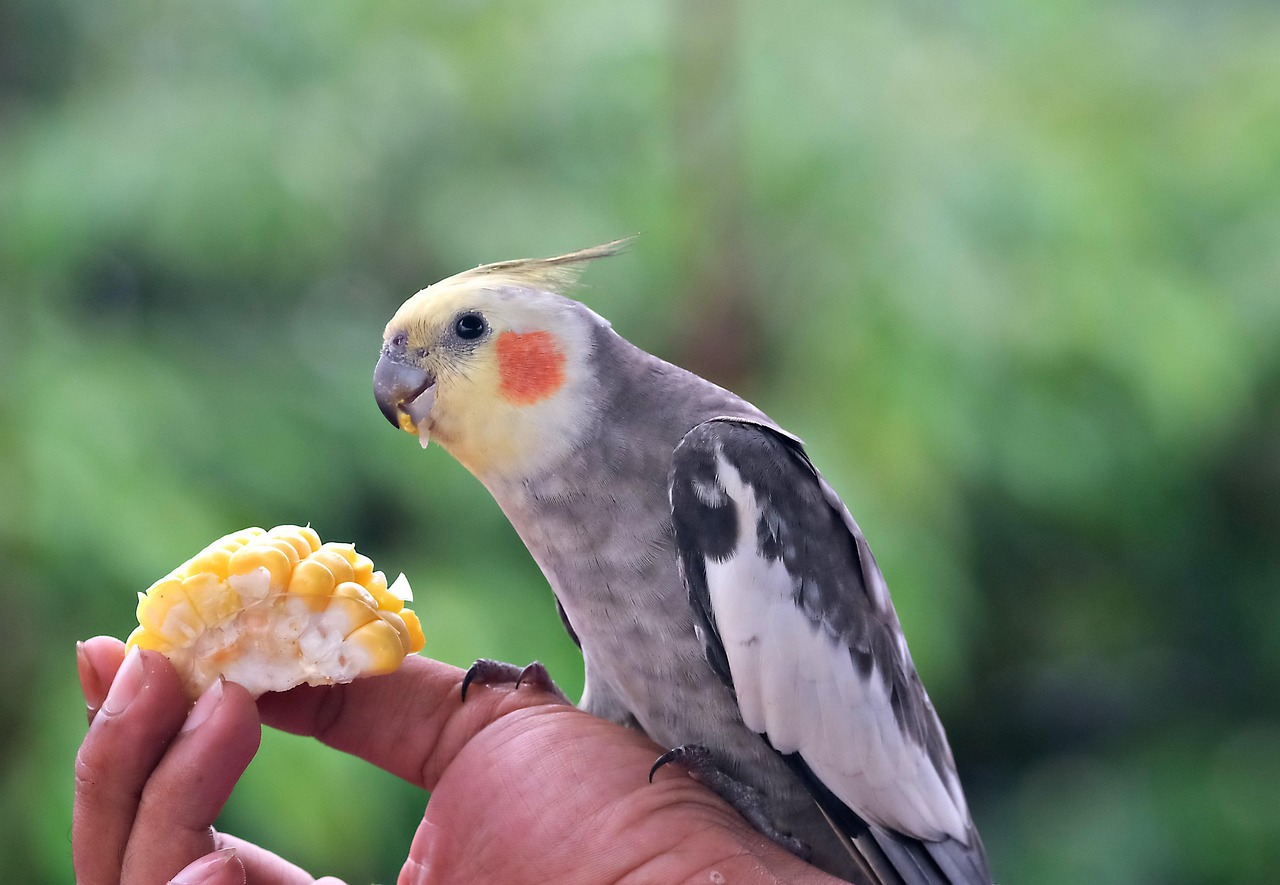 Is a Cockatiel a Good Pet?